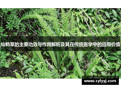 仙鹤草的主要功效与作用解析及其在传统医学中的应用价值